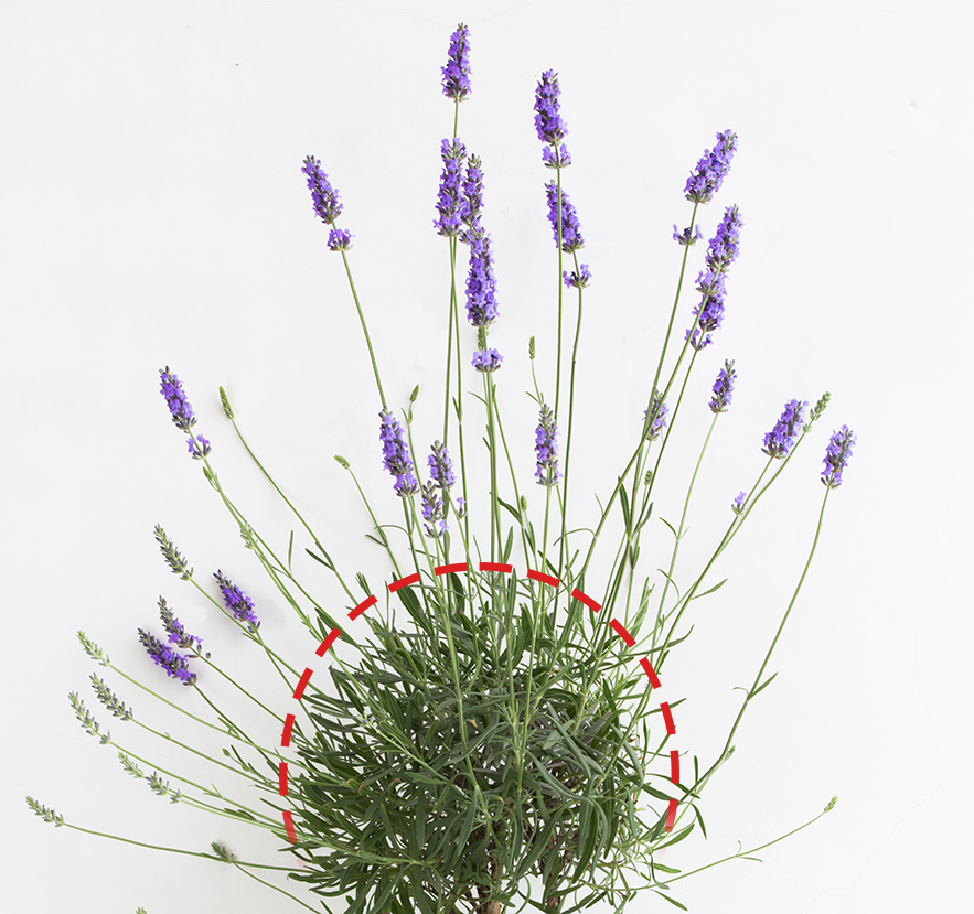 Przycinanie lawendy latem i jesienią