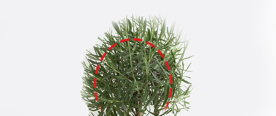 Przycinanie lawendy wiosną