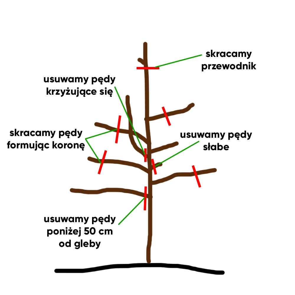 cięcie młodej jabłoni - schemat
