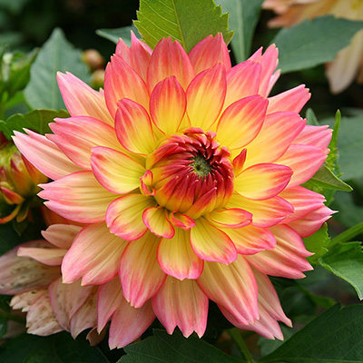 Dalia