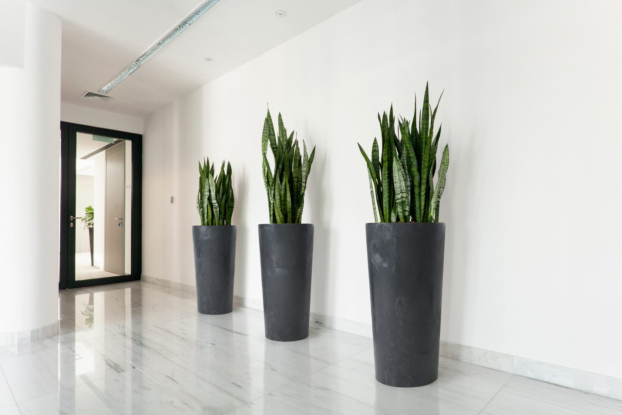 Doniczka Lilia czarna - aranżacja