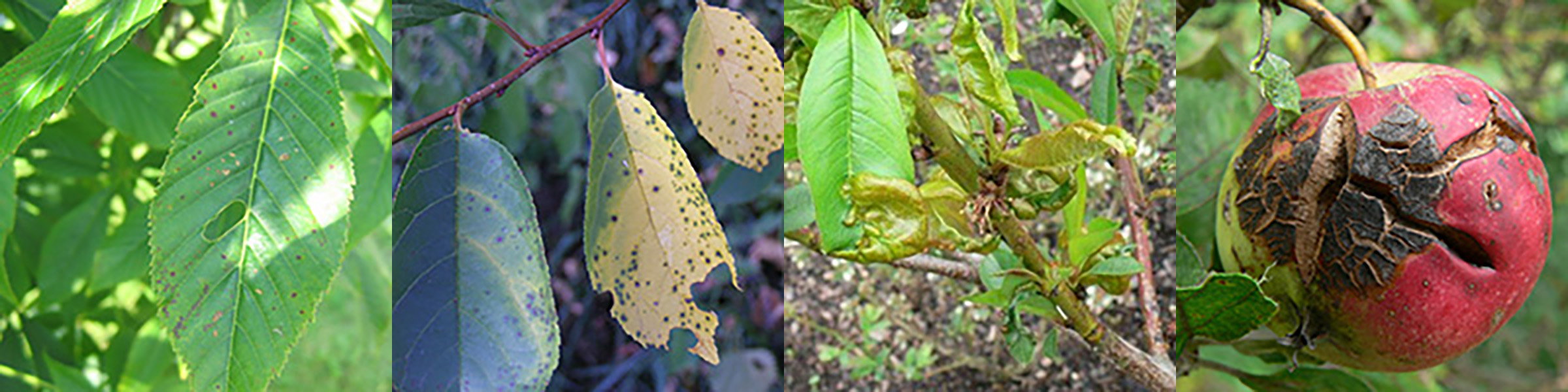 Drobna plamistość, parch, kędzierzawość liści brzoskwini
