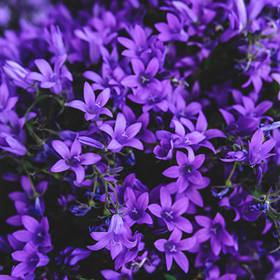 Dzwonek dalmatyński