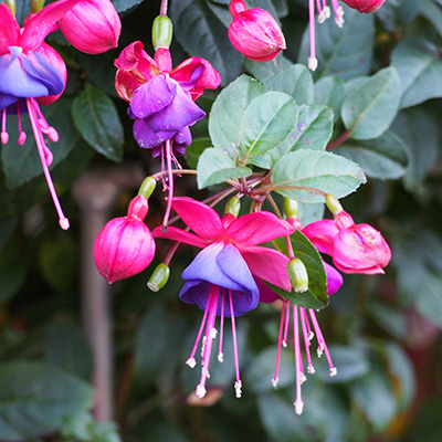 fuksja zwisająca na balkon