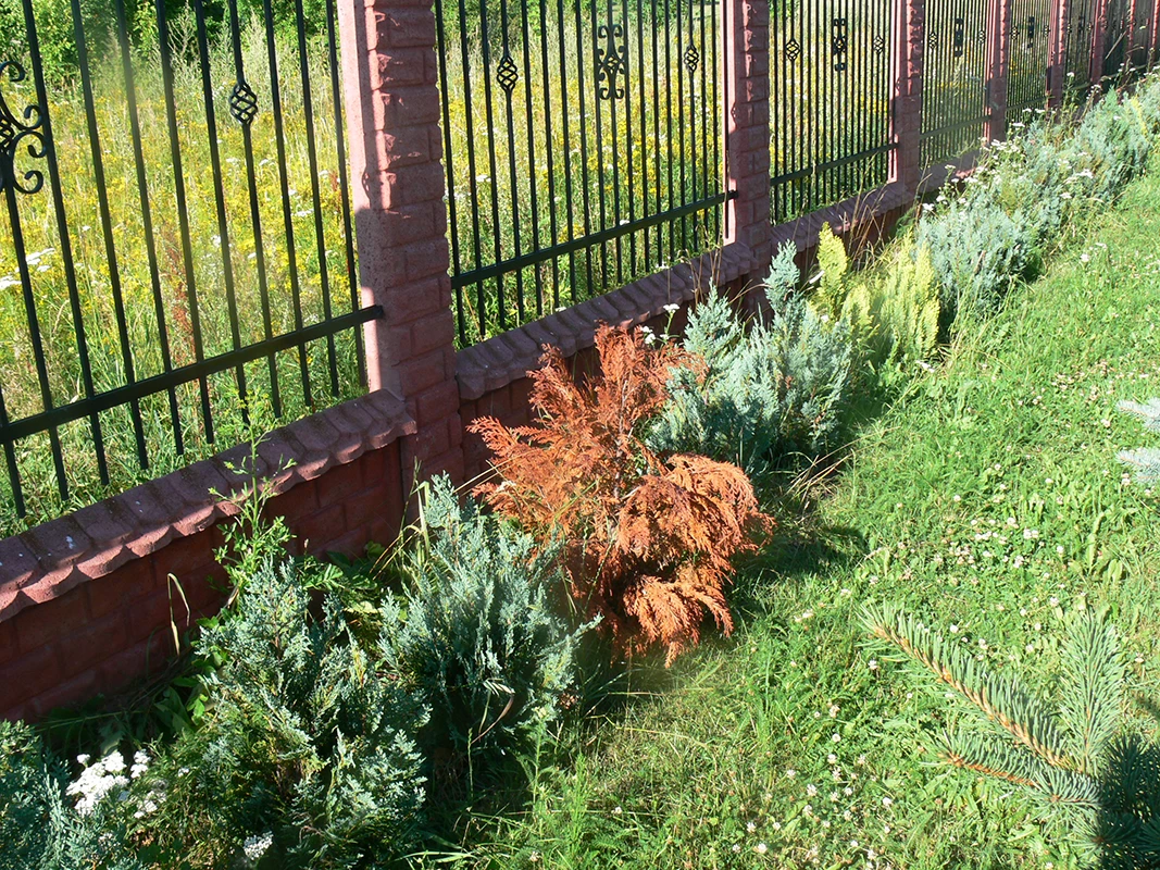 Fytoftoroza na iglakach