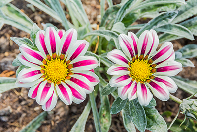 Gazania Big Kiss White Flame