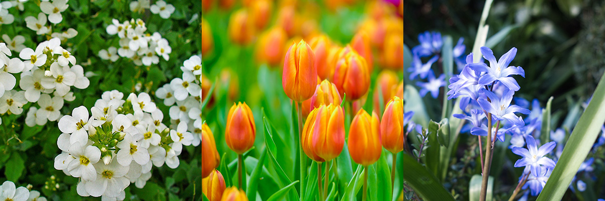 gęsiówka kaukaska, tulipany, cebulica syberyjska