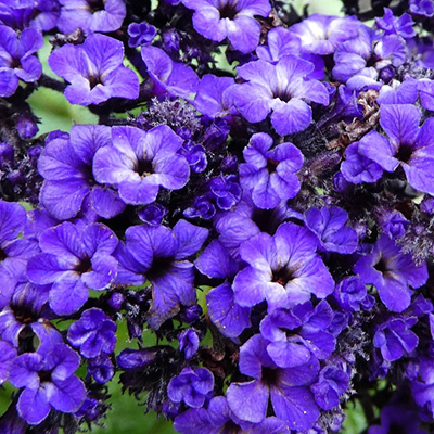 heliotrop peruwiański