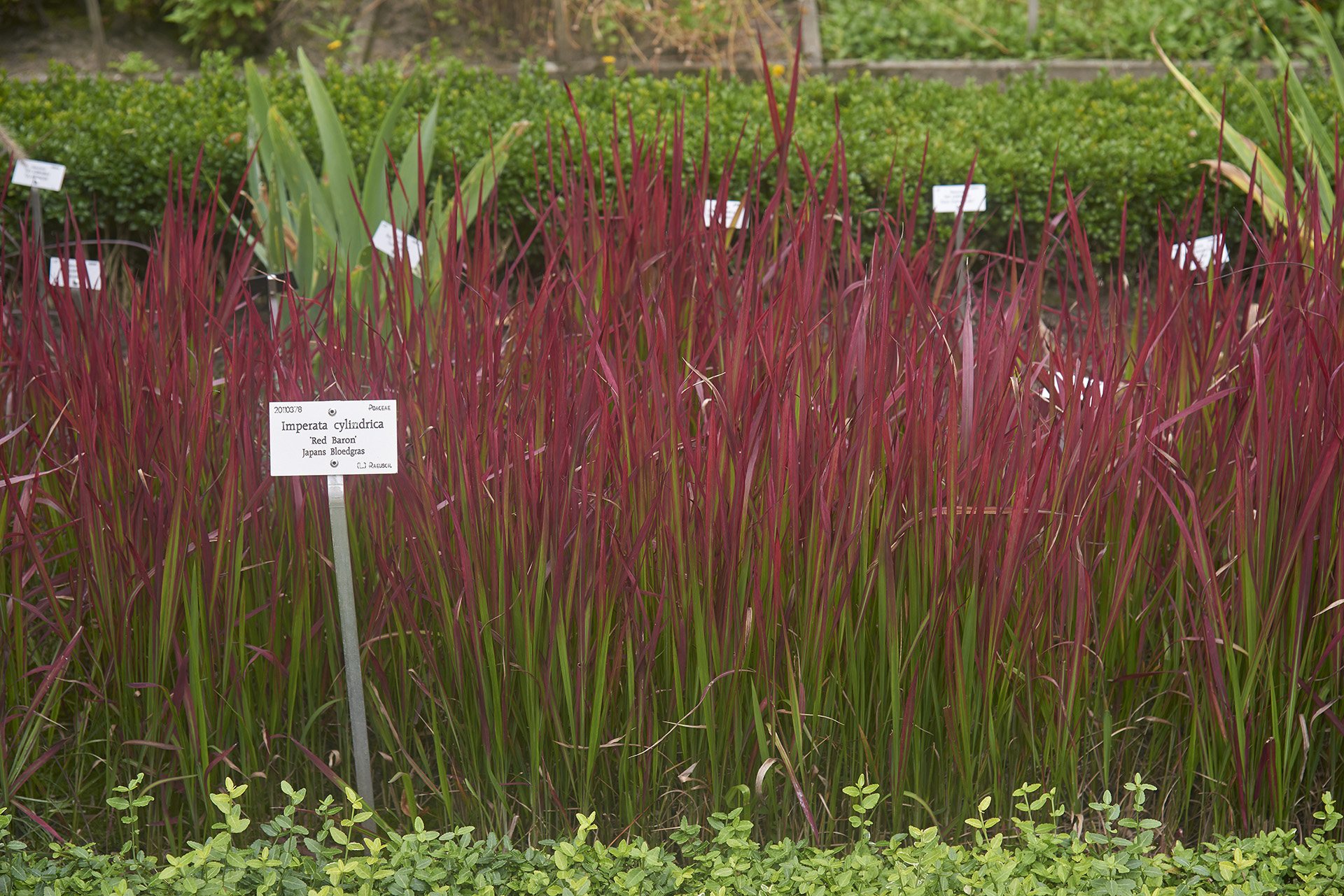 Czerwona trawa ozdobna Imperata Cylindrica Red Baron