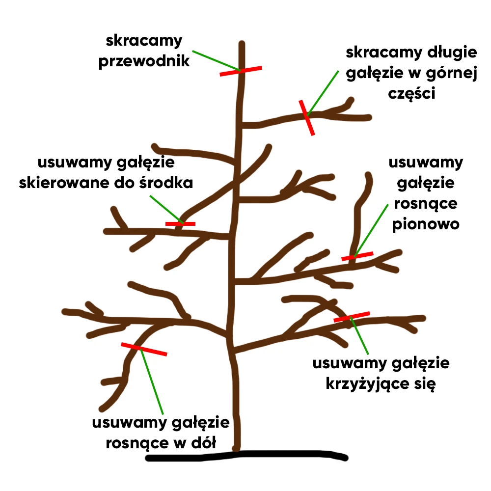 jak przycinać jabłonie - schemat