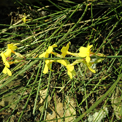 Jaśmin nagokwiatowy