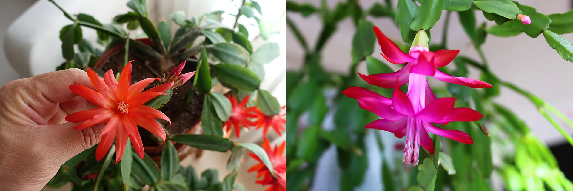 Kaktus wielkanocny i grudnik - porównanie