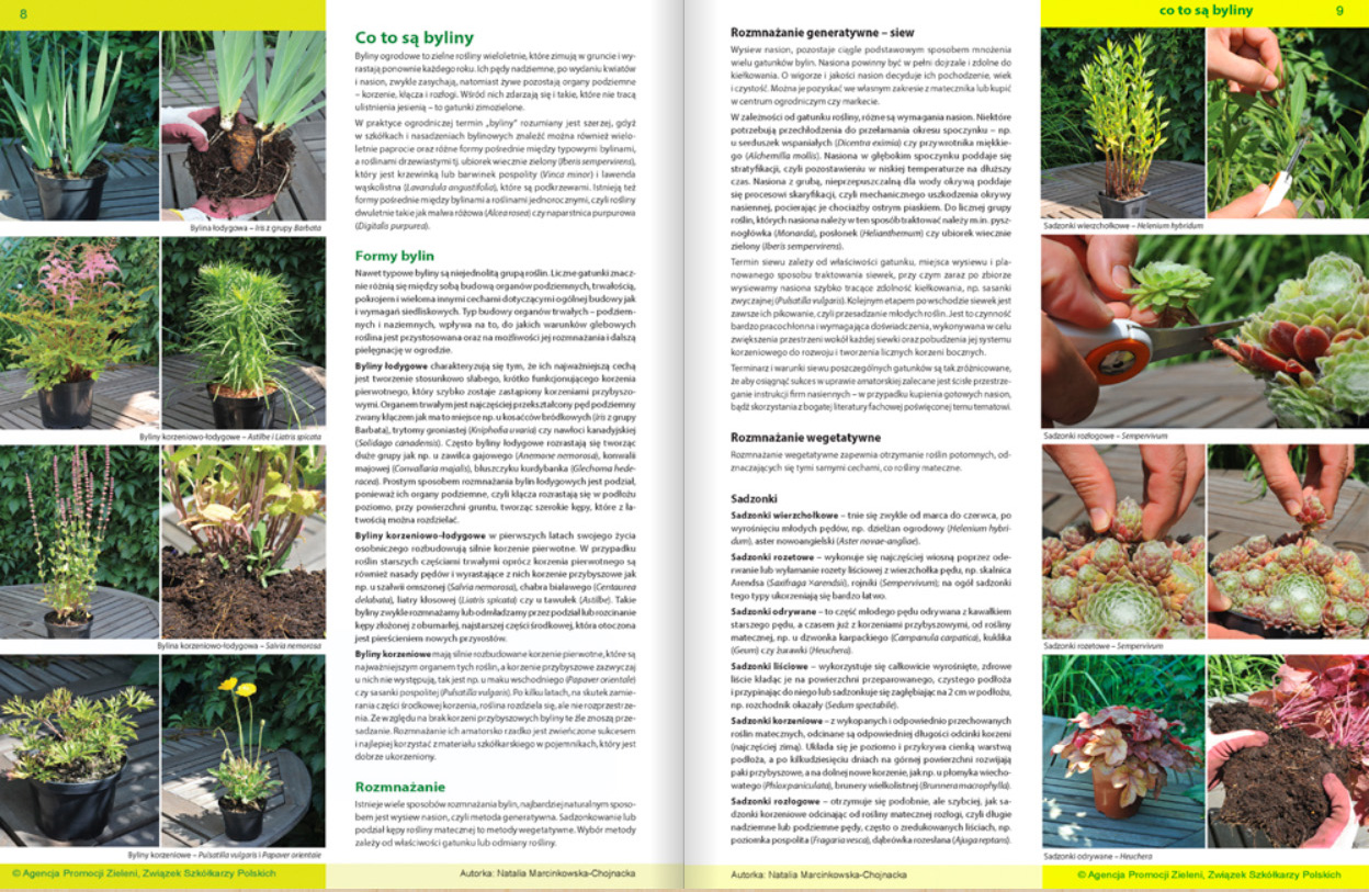 Katalog bylin - informacje o pielęgnacji i ochronie roślin