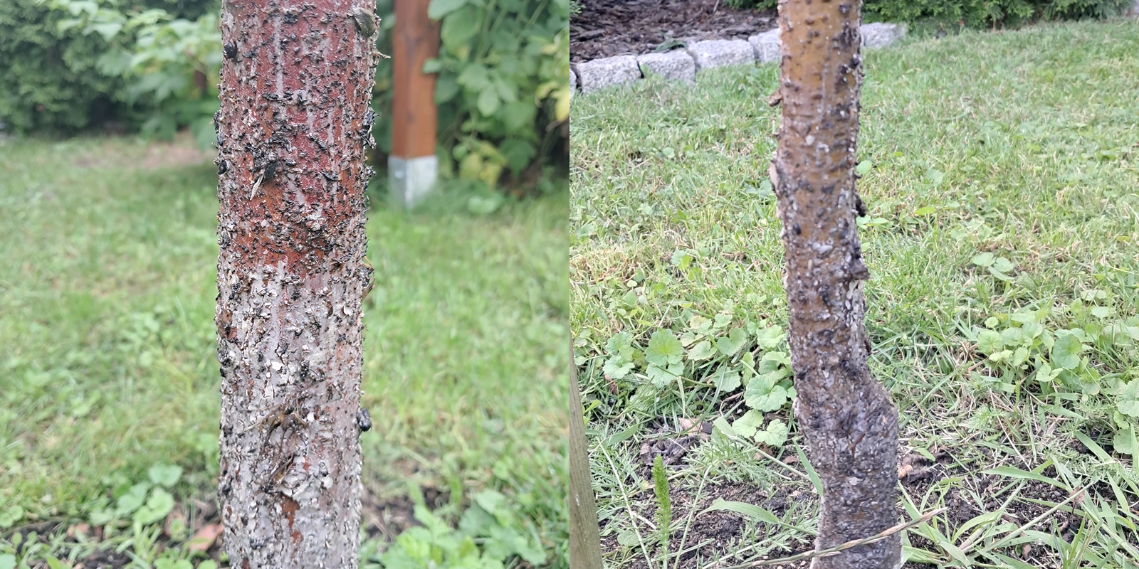 Klej entomologiczny na pniach drzew i przyklejone mrówki