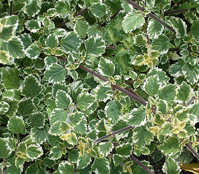 komarzyca zwisająca na balkon