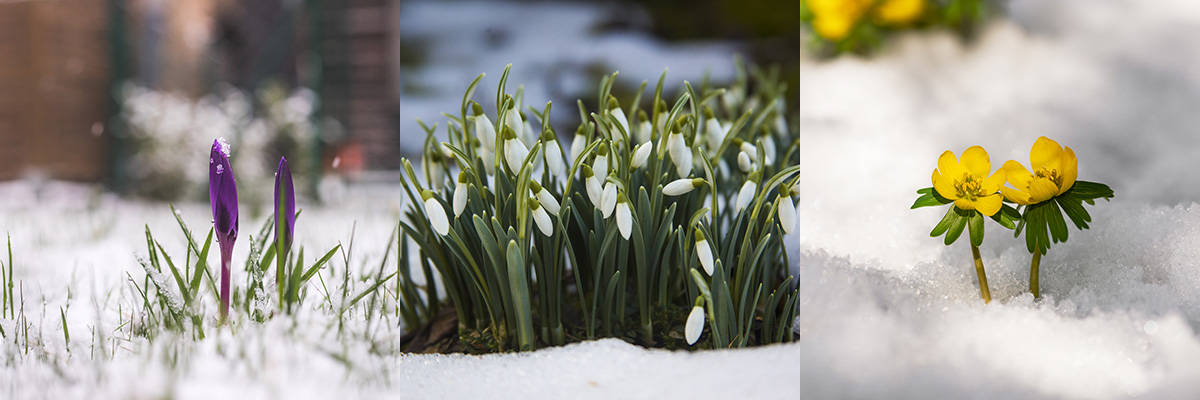 Krokusy, przebiśniegi, rannik zimowy