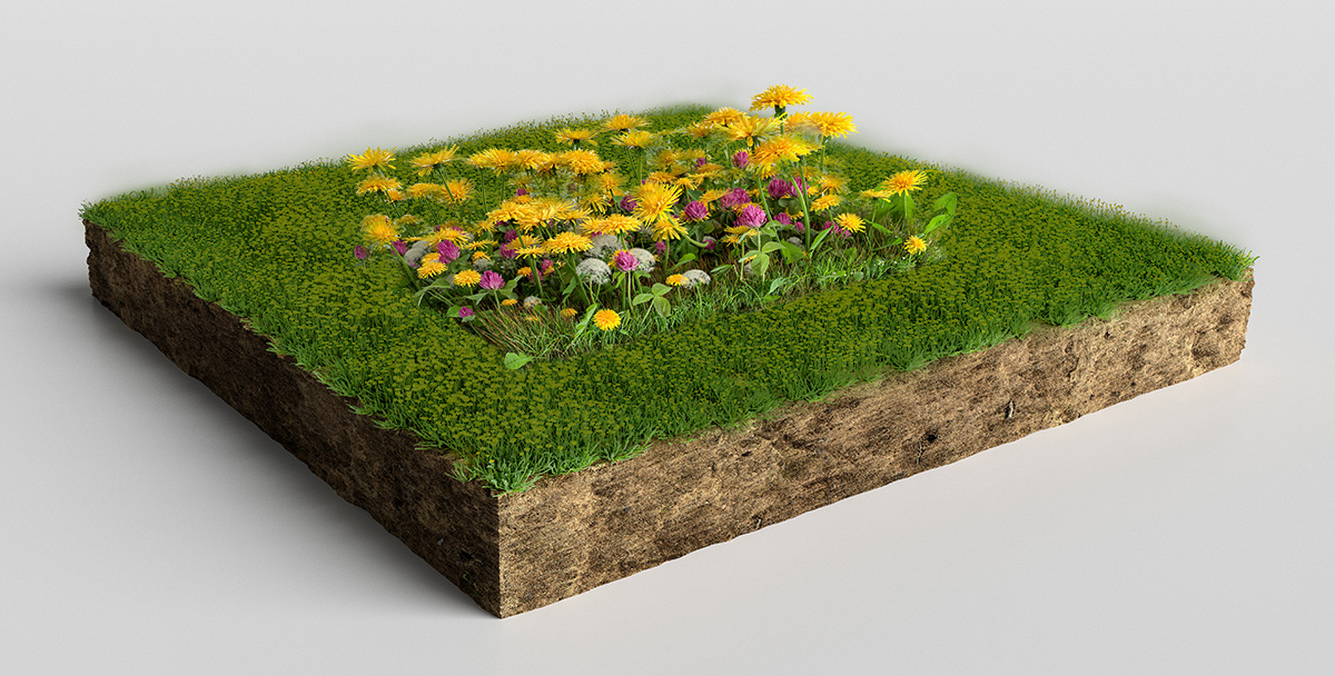 Łąka kwietna na trawniku