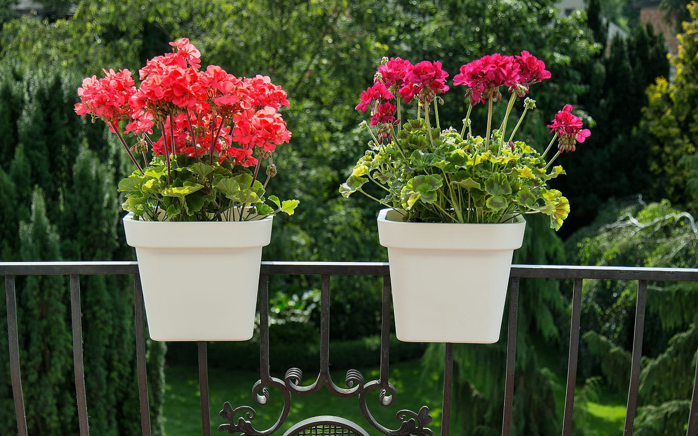 Skrzynka balkonowa lobelia na balustradę