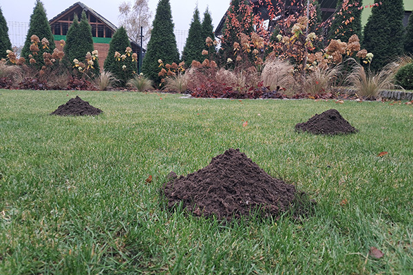 Wybierz aktywny kopiec