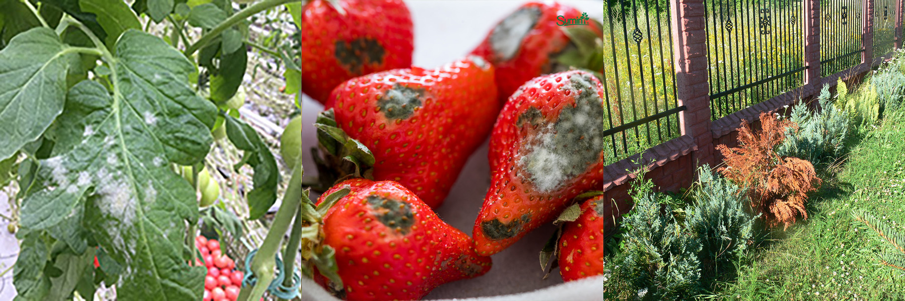 Mączniak prawdziwy, szara pleśń