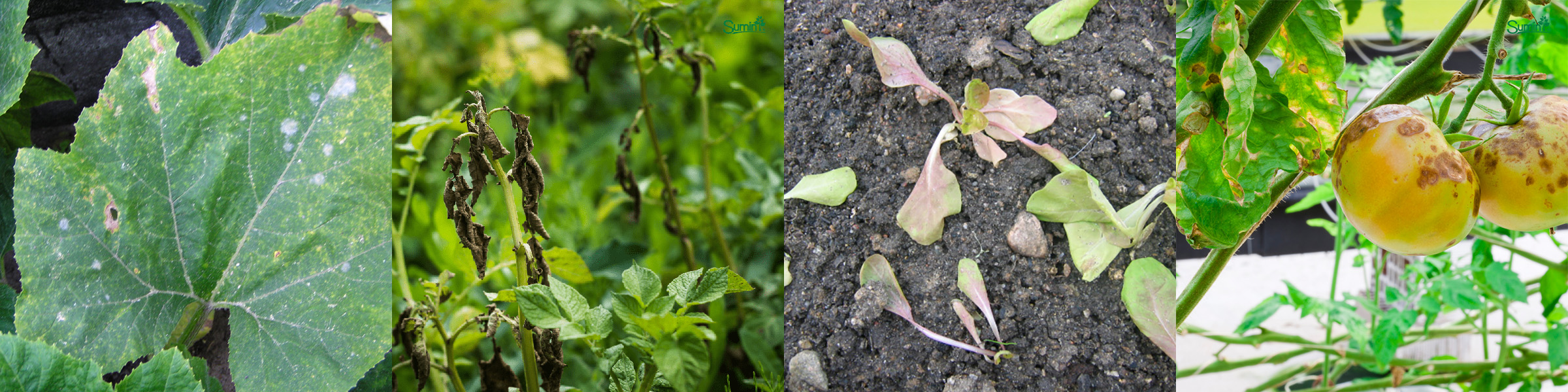 Mączniak rzekomy, fytoftoroza, zgorzel zgnilakowa