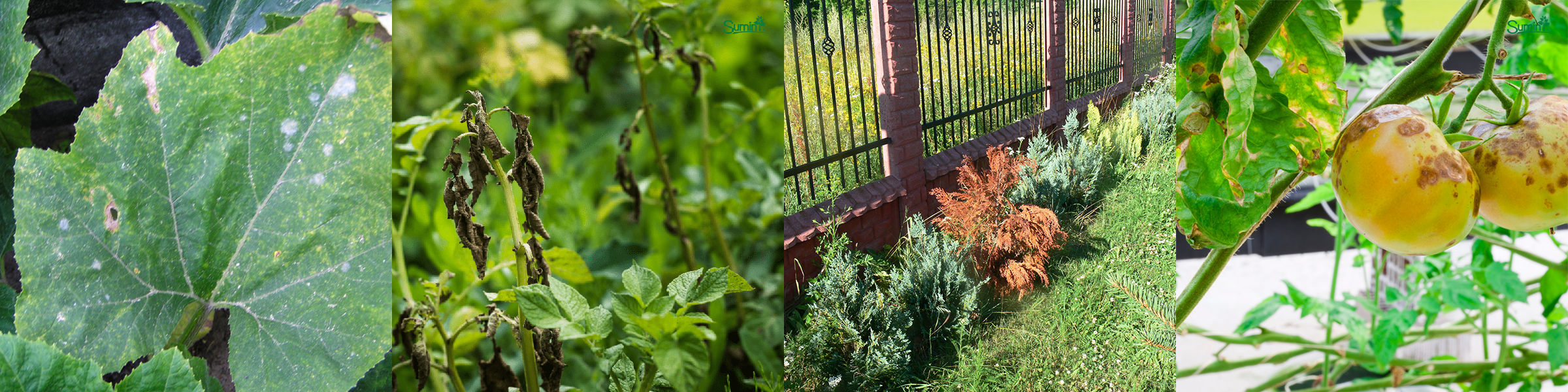 Mączniak rzekomy, fytoftoroza, zgorzel zgnilakowa