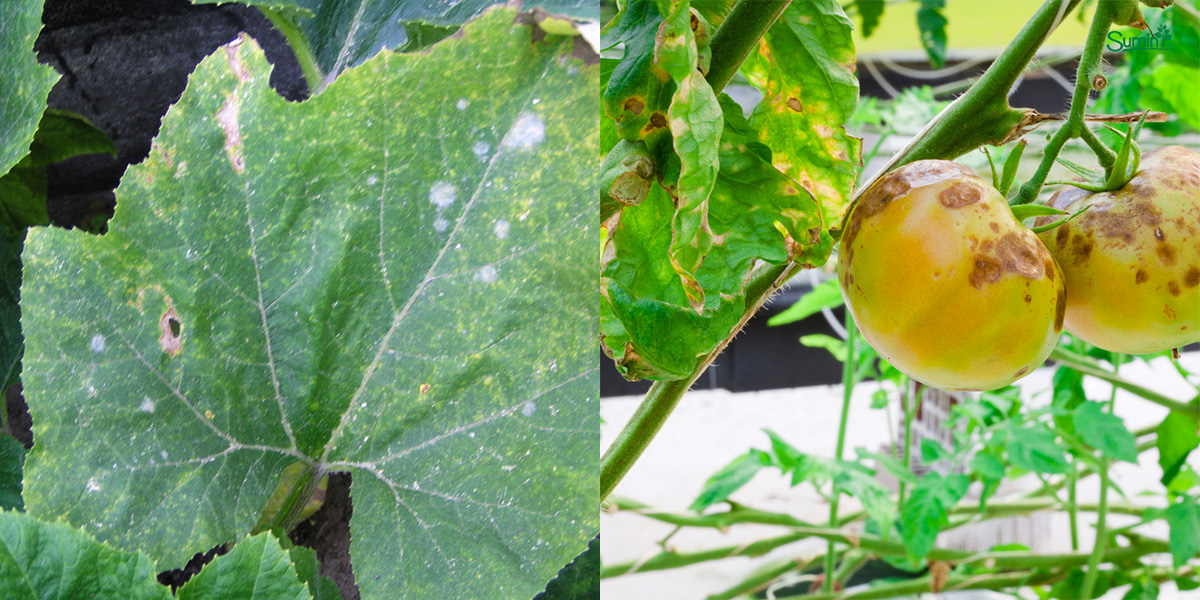 Mączniak rzekomy, zaraza ziemniaka