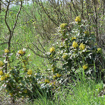 Mahonia pospolita