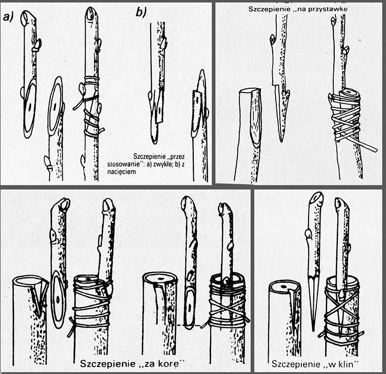 Metody szczepienie drzewek i krzewów