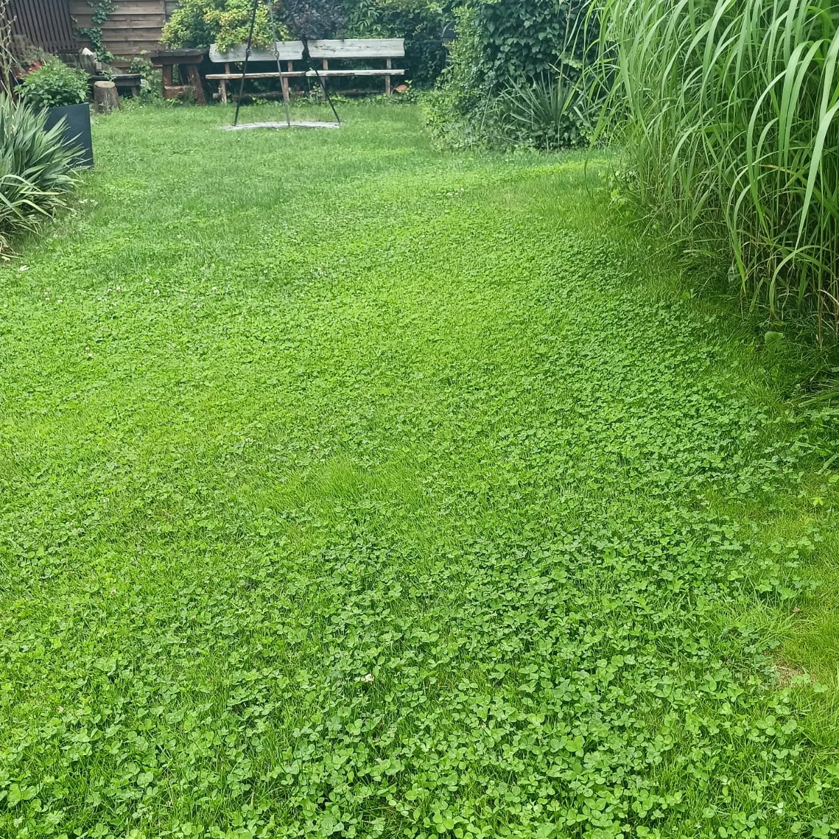 Mikrokoniczyna - dosiewka w trawniku - opinia Monika