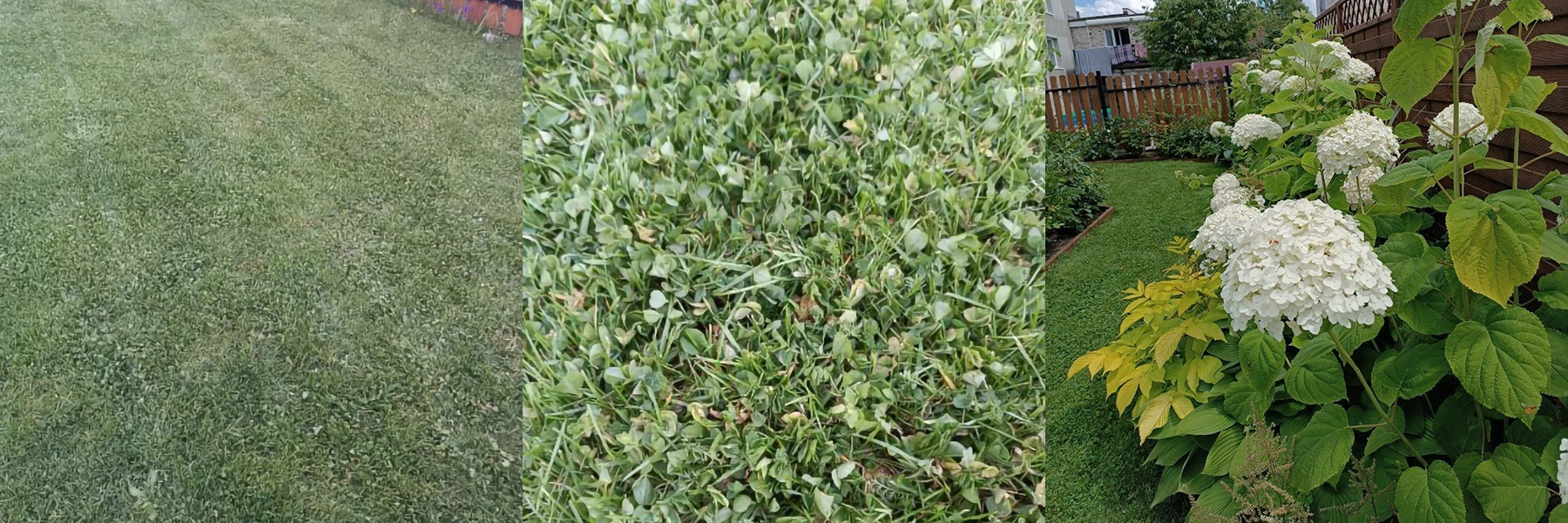 Mikrokoniczyna - dosiewka do trawnika po krecie - efekt po 2 latach - Edyta