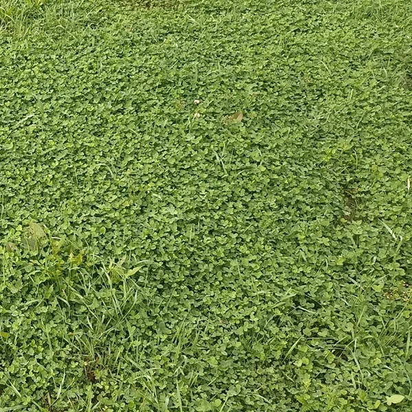 Mikrokoniczyna - bosa stopa - opinia Joanna