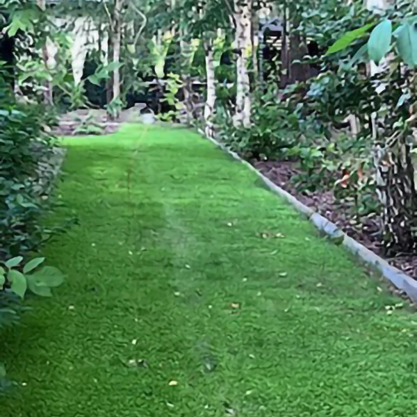 Mikrokoniczyna na trawniku w lesie - opinia Milena