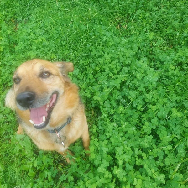 Mikrokoniczyna - uzupełnienie trawnika - opinia Anna