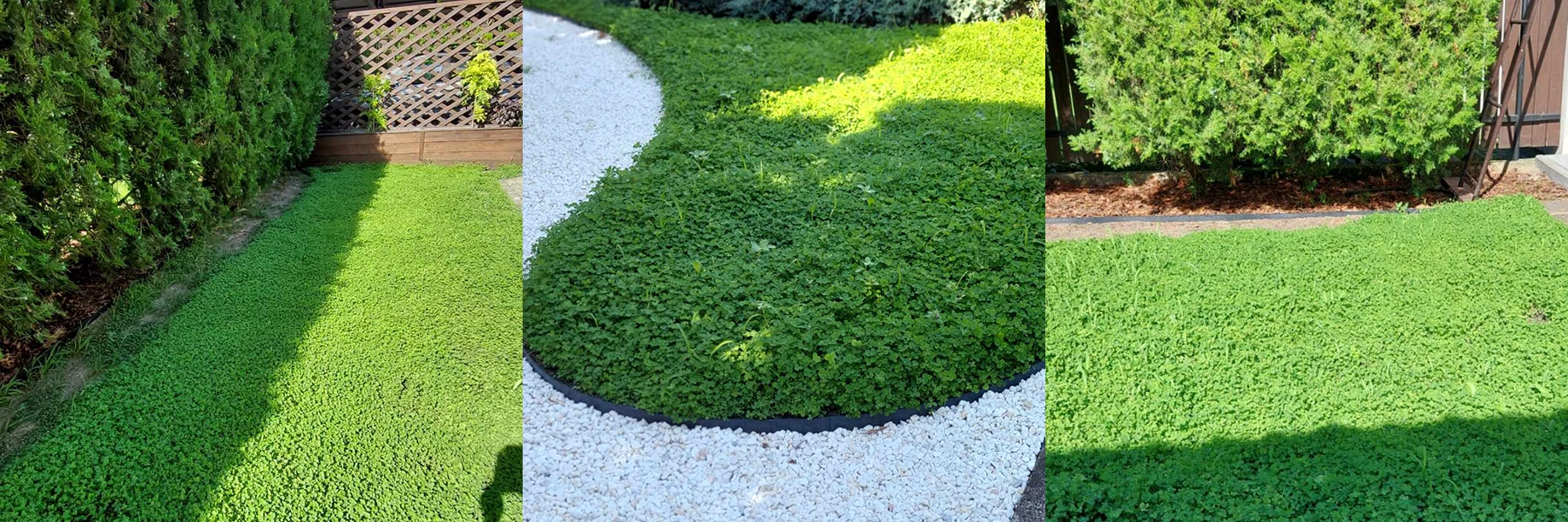 Mikrokoniczyna zamiast trawnika - różne miejsca - Bogumiła