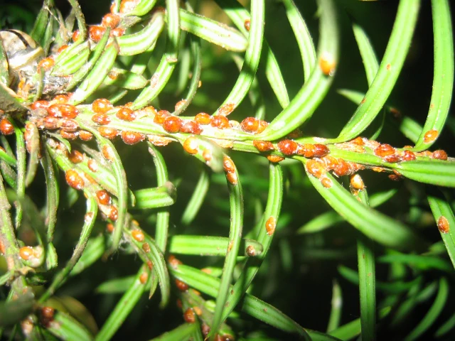 Misecznik na iglakach