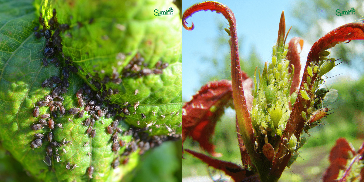 Mszyce na roślinach