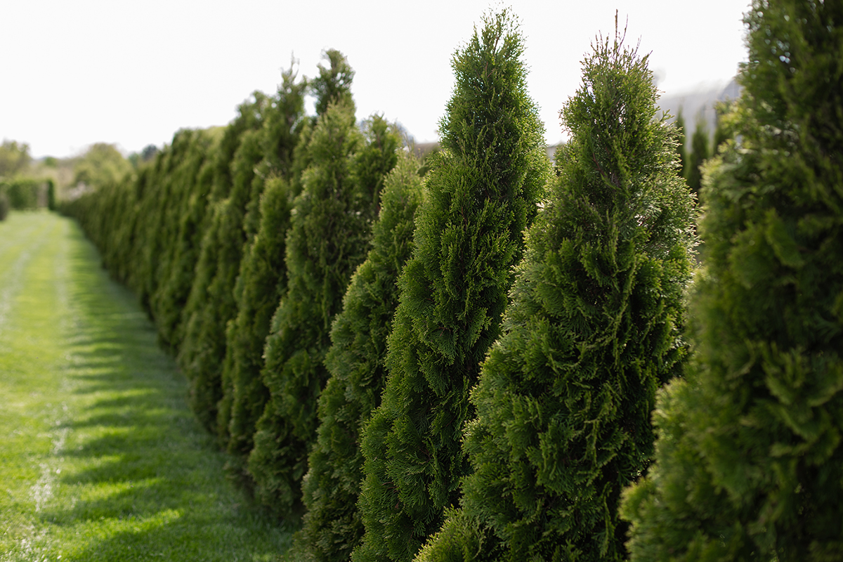 Nawóz do tui i cyprysów