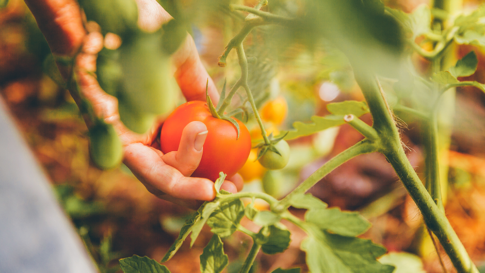 Nawóz do pomidorów granulowany
