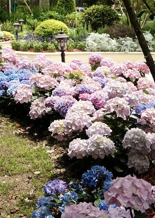 Nawozy do roślin ozdobnych 2026