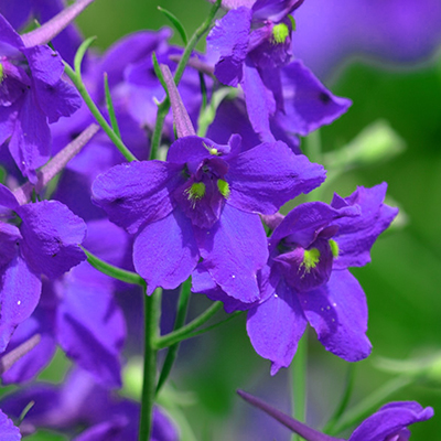 ostróżeczka ogrodowa