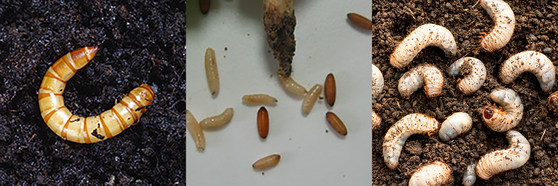 Pędraki, drutowce, śmietka kapuściana