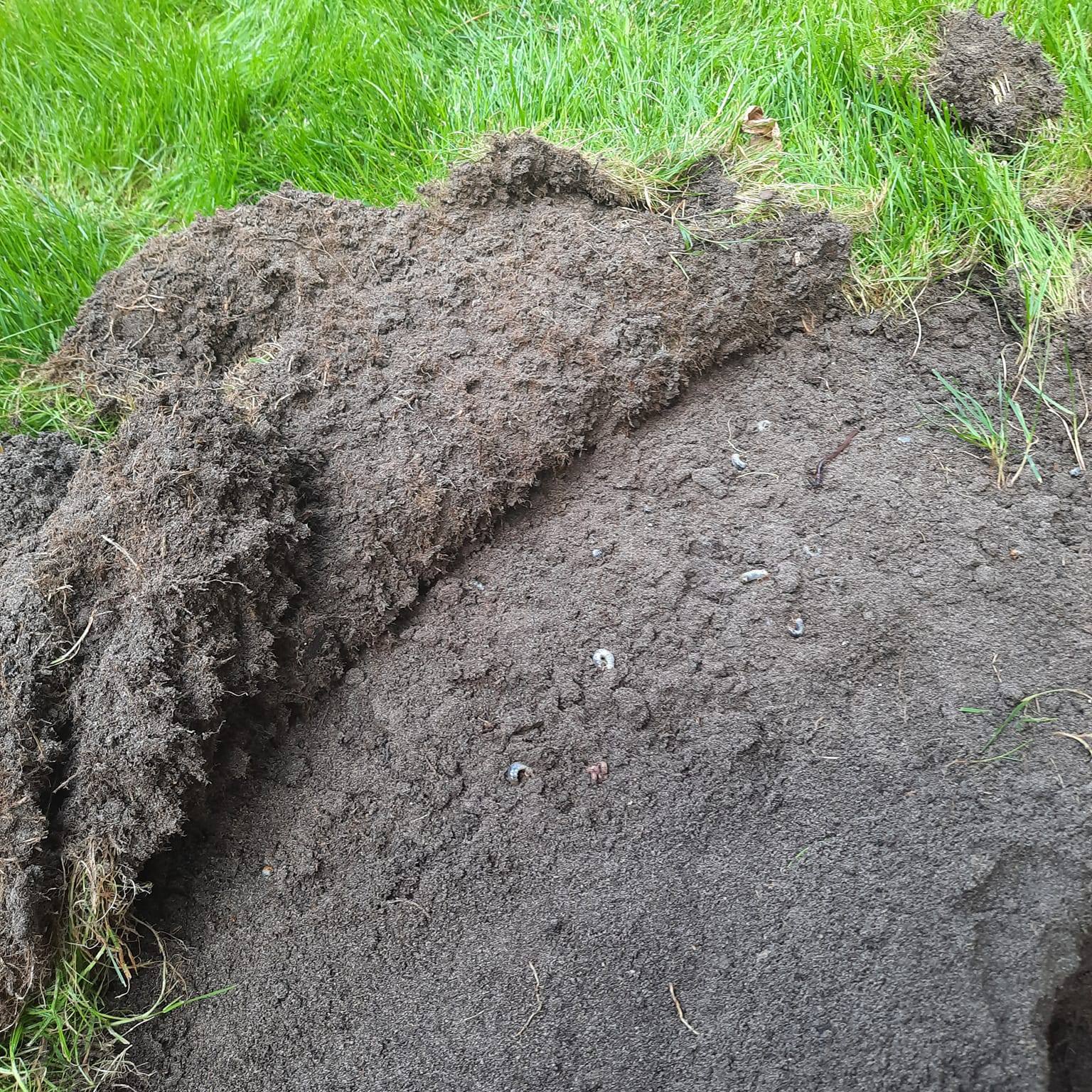 Pędraki pod trawnikiem