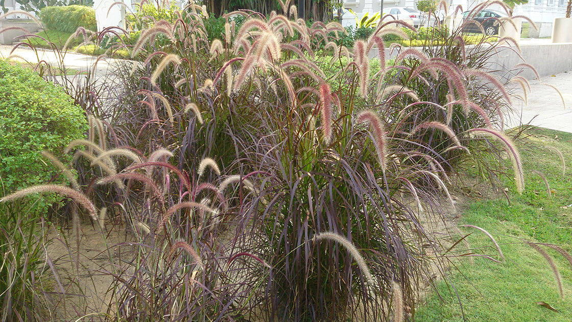 Czerwona trawa ozdobna rozplenica Rubrum Pennisetum advena