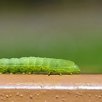 Środki na piędzika przedzimka