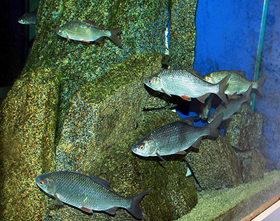 płoć do oczka wodnego