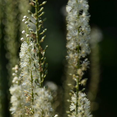 pluskwica - świecznica