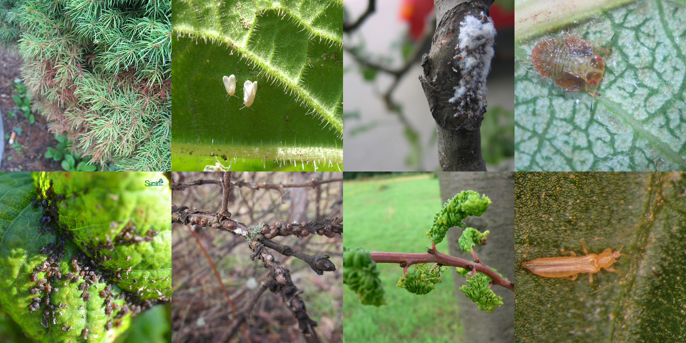 Przędziorek, mączlik, bawełnica, miodówka, mszyce, misecznik, pordzewiacz, wciorniastki