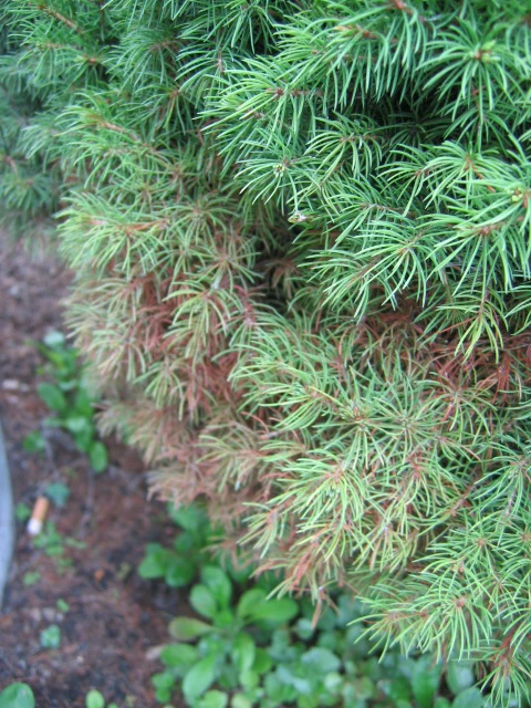 Przędziorek na iglakach