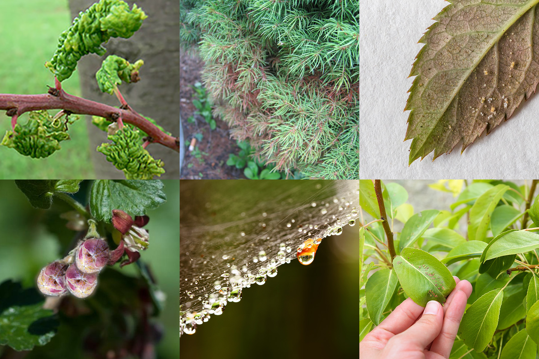 Przędziorek, podskórnik, pordzewiacz, roztocz truskawkowy, wielkopąkowiec, wzdymacz